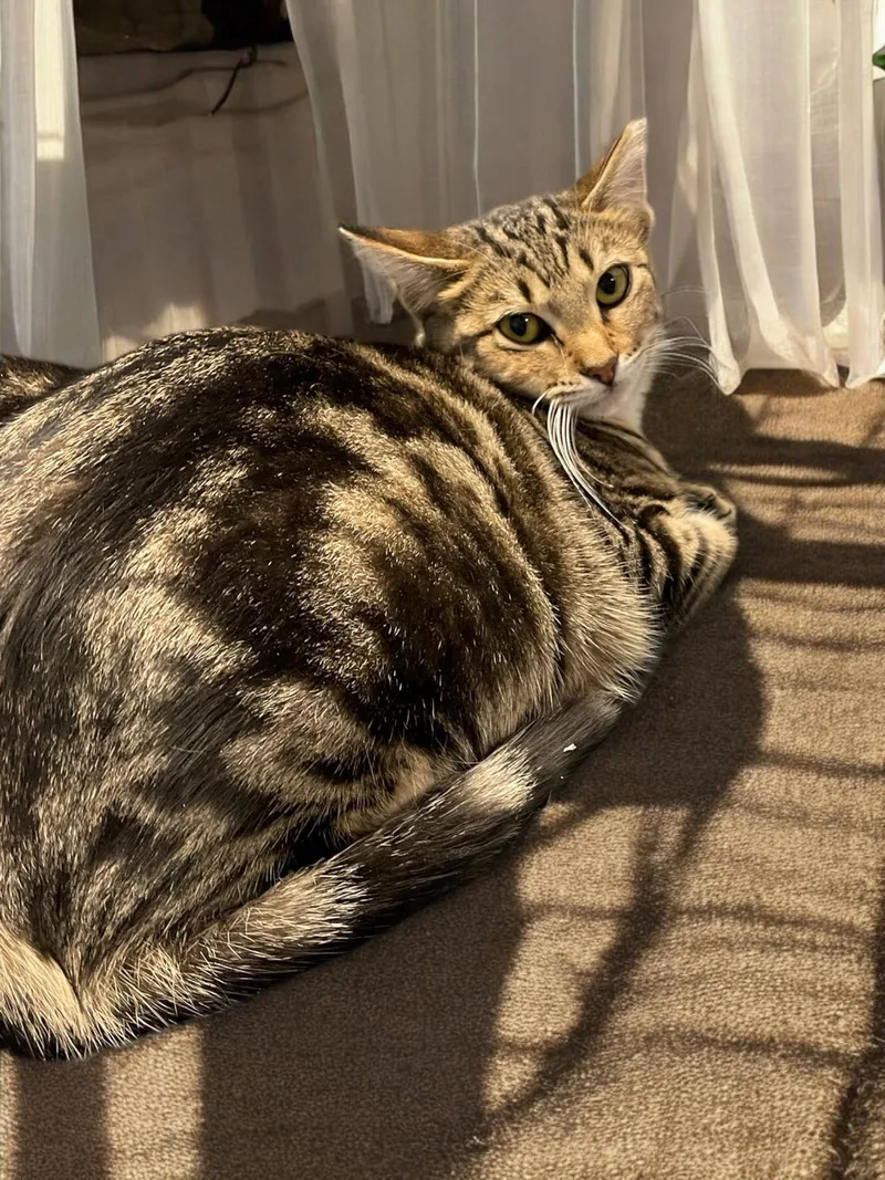 An adult medium-sized female Domestic Short Hair cat named Shirley for adoption in Champaign, IL
