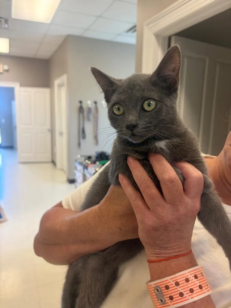 A baby small-sized female Domestic Short Hair cat named Luna for adoption in Gallatin, TN