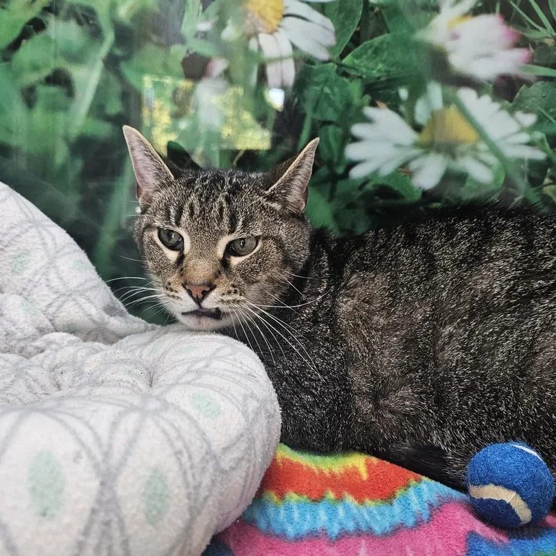 A senior medium-sized male Brown / Chocolate Domestic Short Hair cat named Stewie for adoption in Nashville, TN