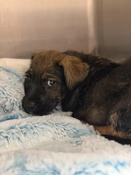 A baby medium-sized female Shepherd dog named Tango for adoption in Morton Grove, IL