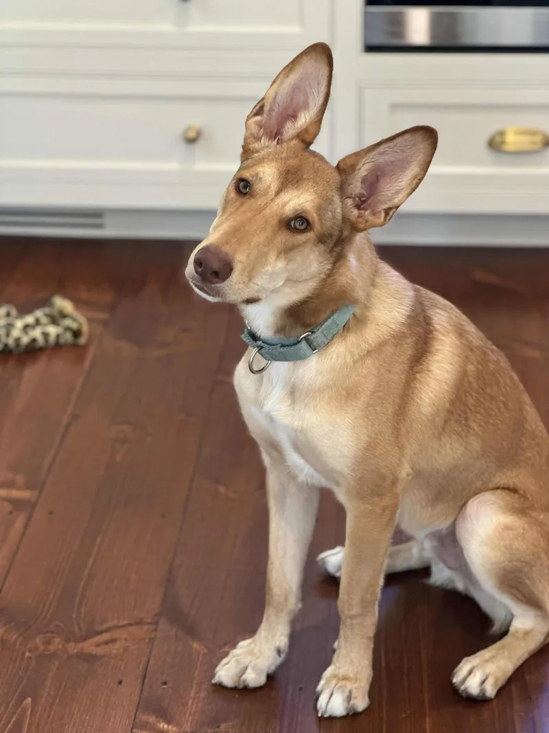 Maximillian thumbnail 2