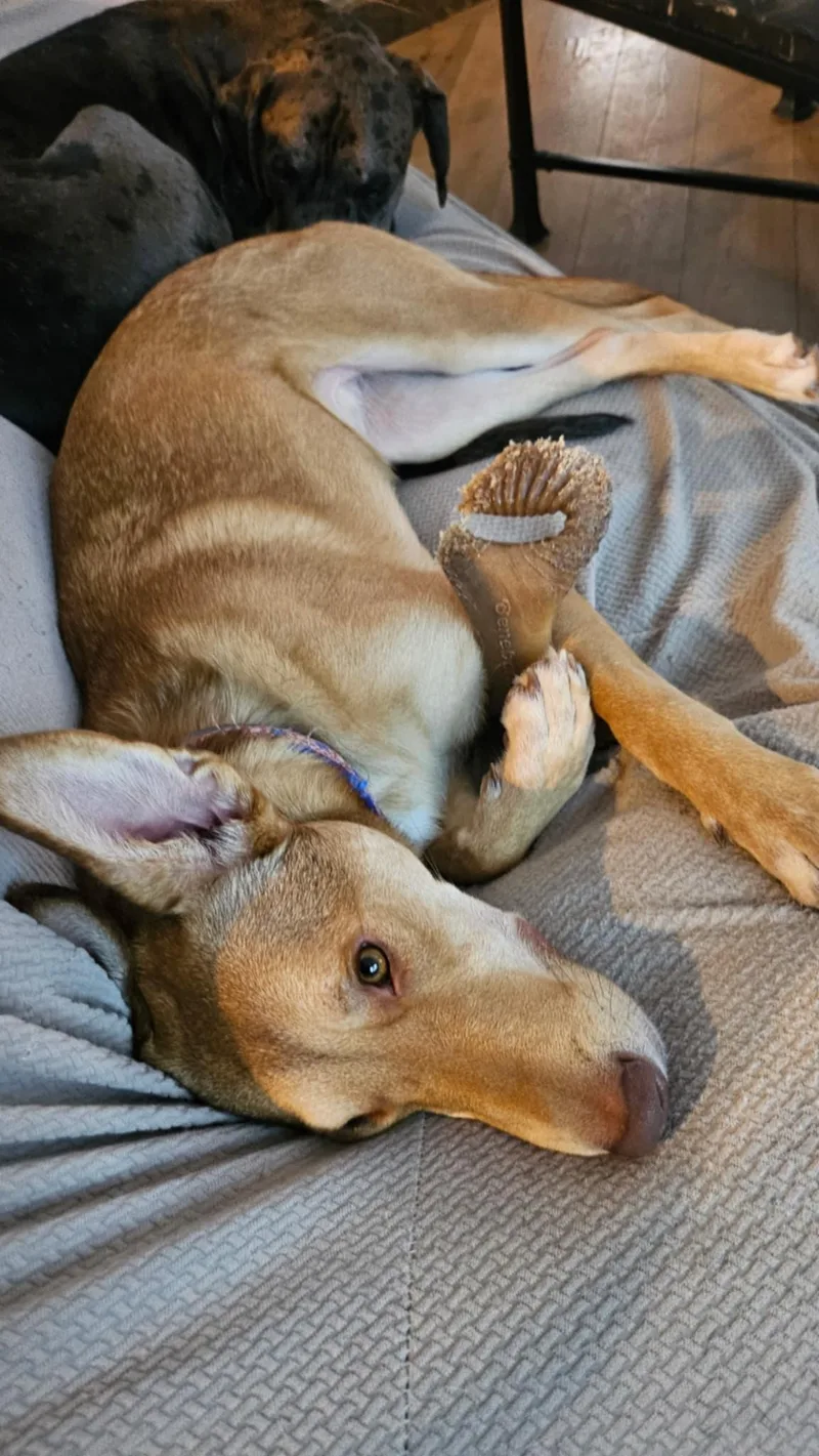 Maximillian thumbnail 3