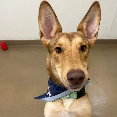 Maximillian thumbnail 4