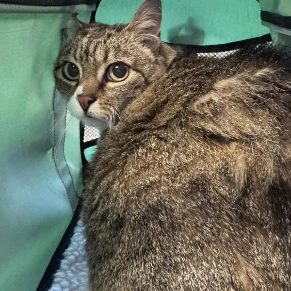 A senior medium-sized female Domestic Short Hair cat named Eleven for adoption in Des Moines, IA