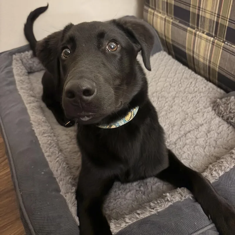 A young medium-sized male Black Labrador Retriever dog named Onyx for adoption in Louisburg, KS