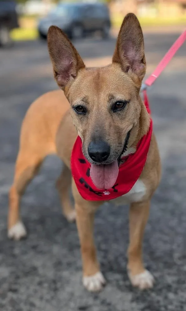 An adult medium-sized female Yellow / Tan / Blond / Fawn Carolina Dog dog named Cleo for adoption in Houston, TX