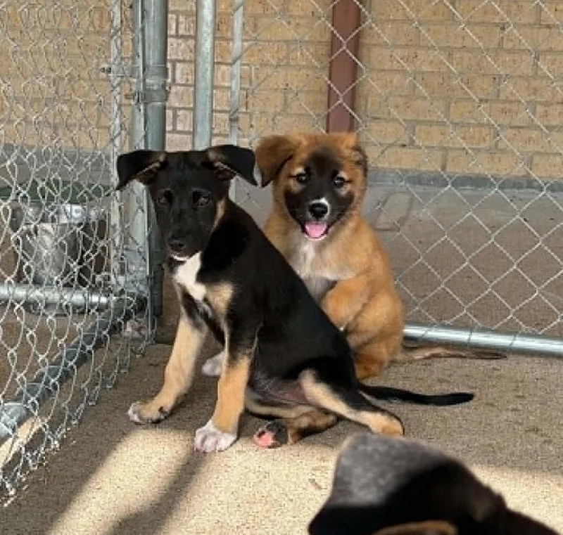 A young medium-sized female Black Labrador Retriever dog named Blossom for adoption in Cleburne, TX