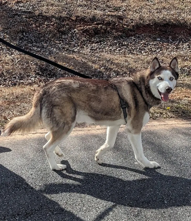 An adult large-sized male Red / Chestnut / Orange Siberian Husky dog named Broly for adoption in Clover, SC