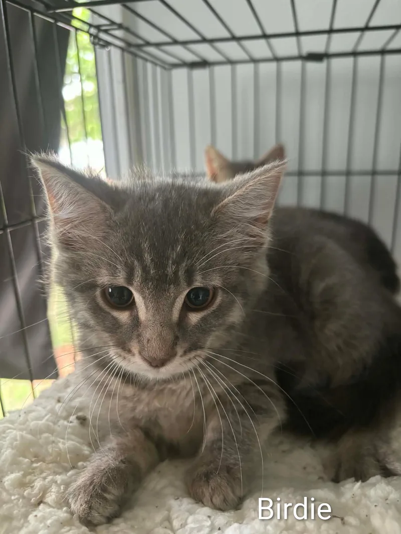 A baby medium-sized female Gray & White Domestic Medium Hair cat named Birdie for adoption in Columbia, MO