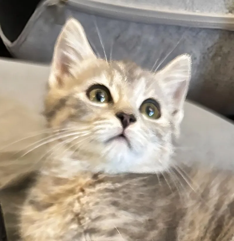 A baby small-sized female Domestic Short Hair cat named Biscuit for adoption in Silver Spring, MD