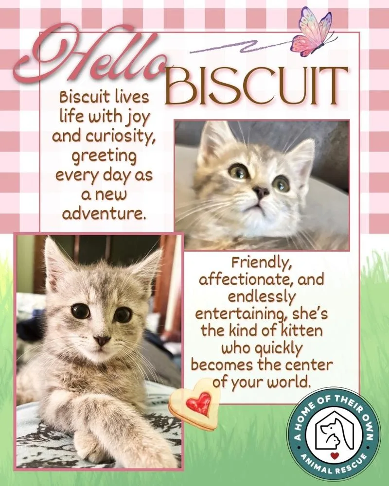 Biscuit thumbnail 2