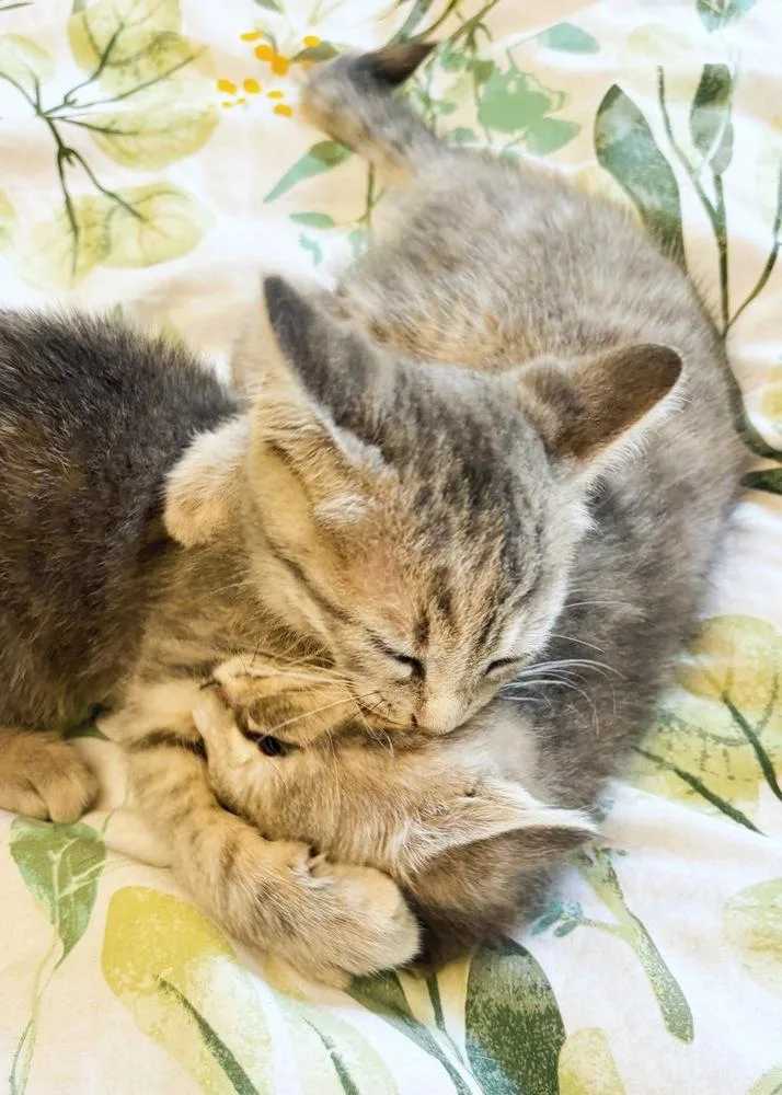 Biscuit thumbnail 4