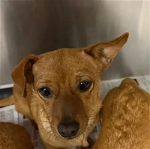 A young small-sized male Chihuahua dog named Bobby for adoption in Van Nuys, CA