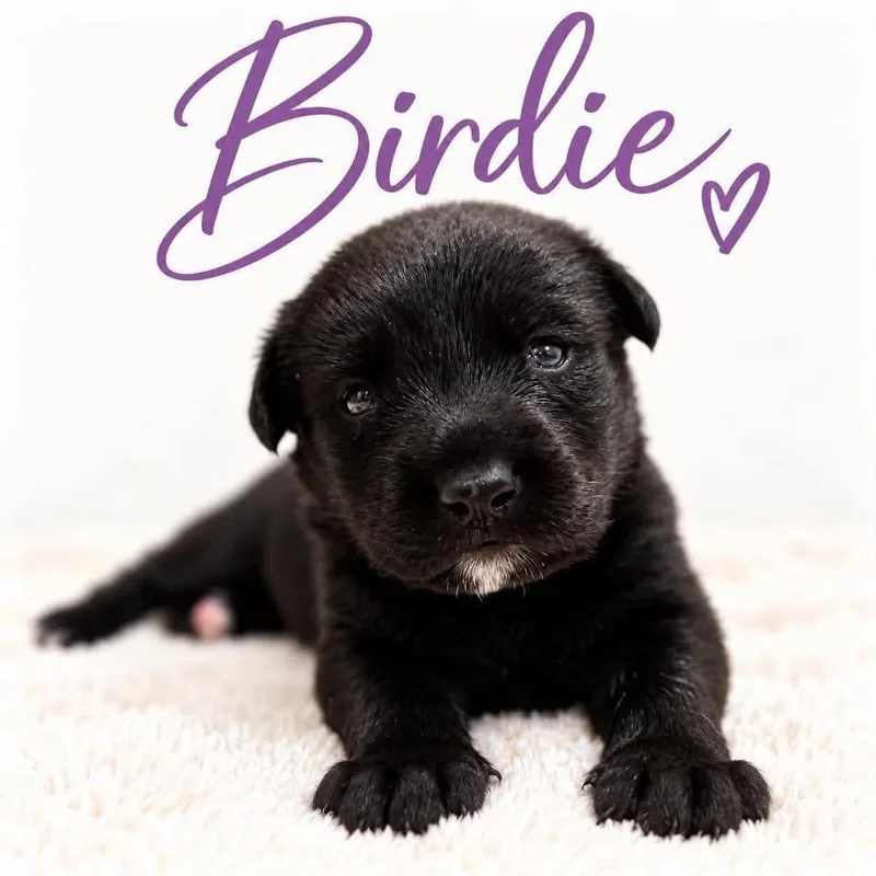 A baby large-sized male Chocolate Labrador Retriever dog named Birdie for adoption in Grand Bay, AL