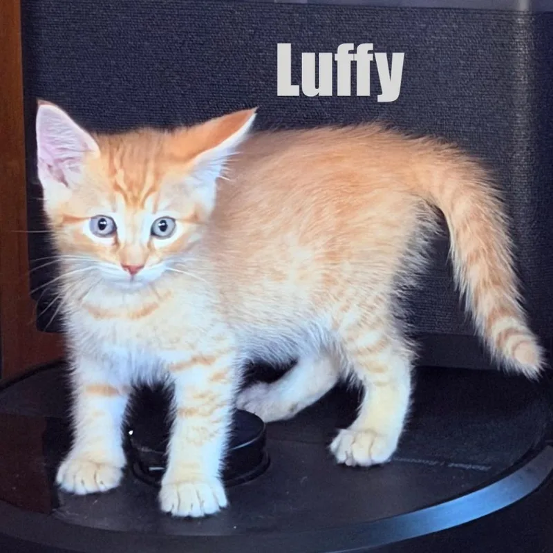 A baby small-sized male Orange / Red Domestic Short Hair cat named Luffy for adoption in Talent, OR
