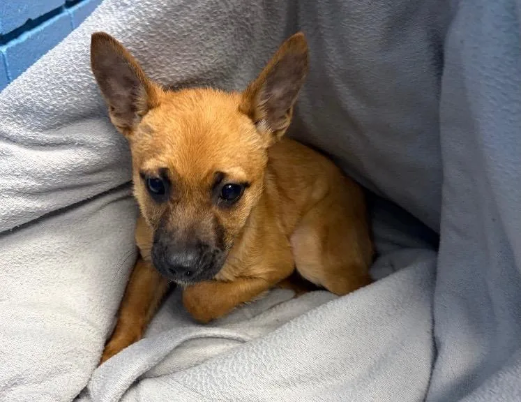 Wisteria thumbnail 2