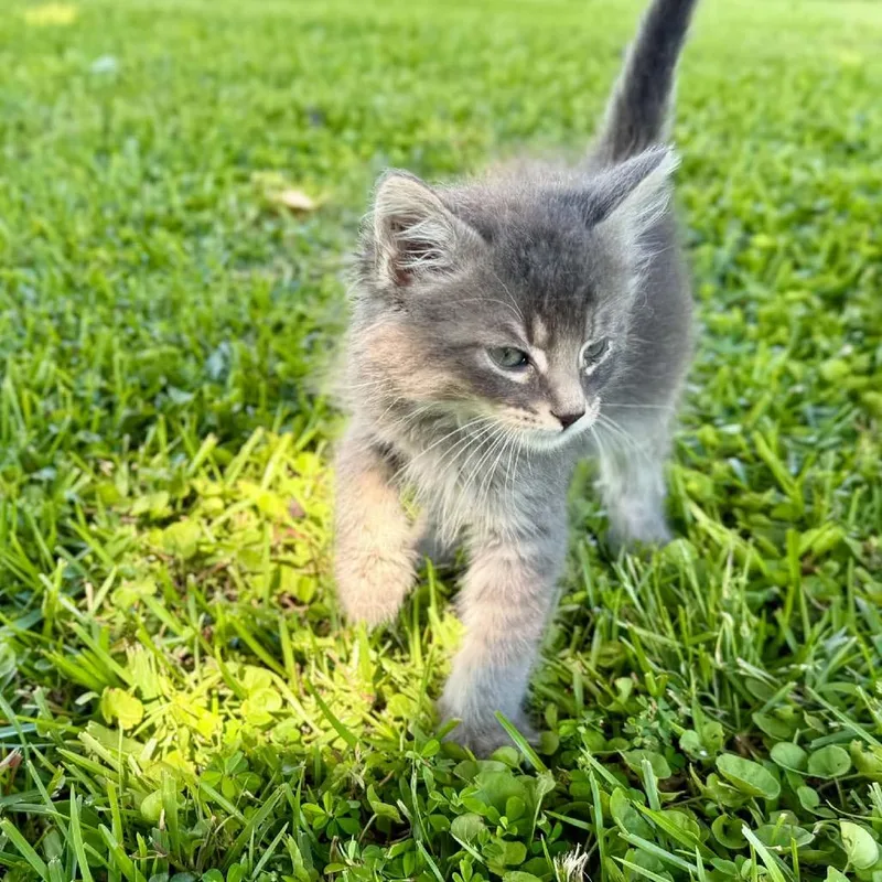 A baby small-sized male Gray / Blue / Silver Domestic Medium Hair cat named Cat Damon for adoption in Tylertown, MS