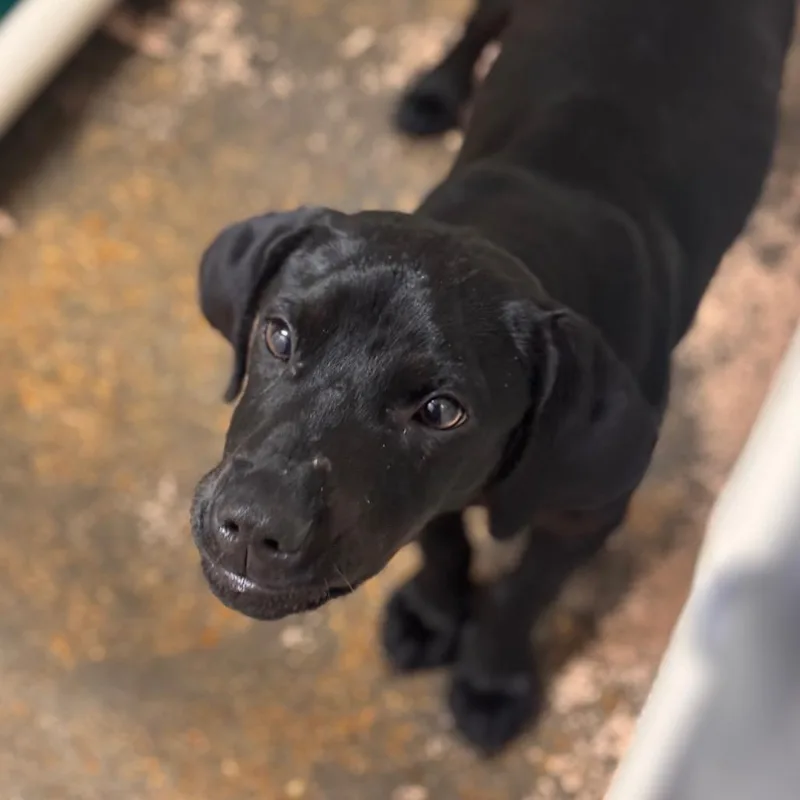 A young small-sized male Black Labrador Retriever dog named Gunner for adoption in Starkville, MS