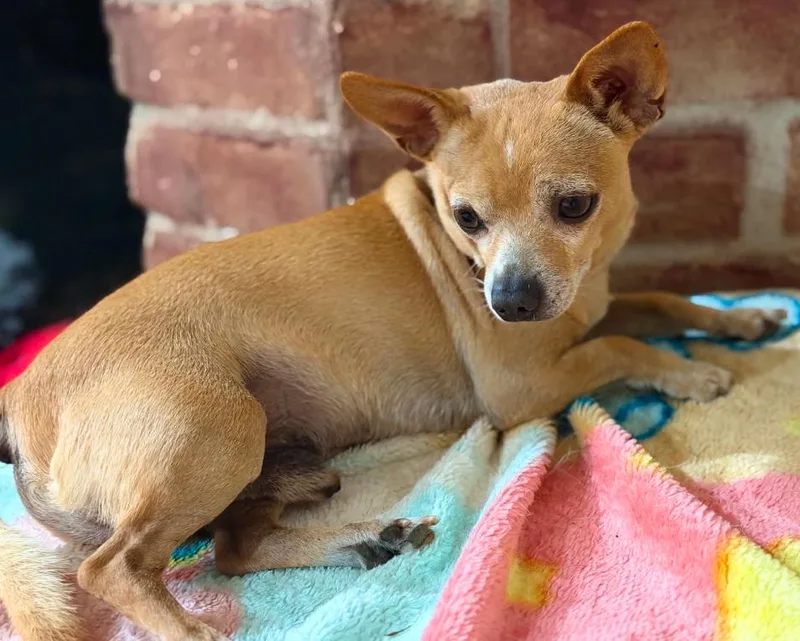 An adult small-sized male Chihuahua dog named Simba In Tx for adoption in Cranston, RI
