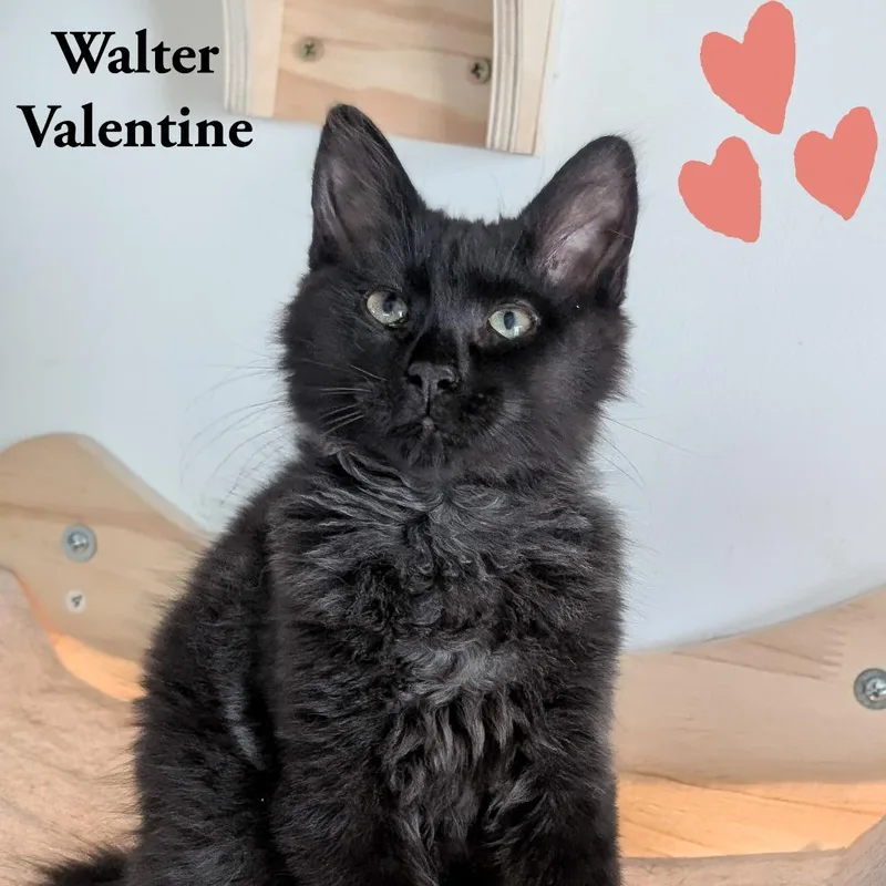 Walter Valentine