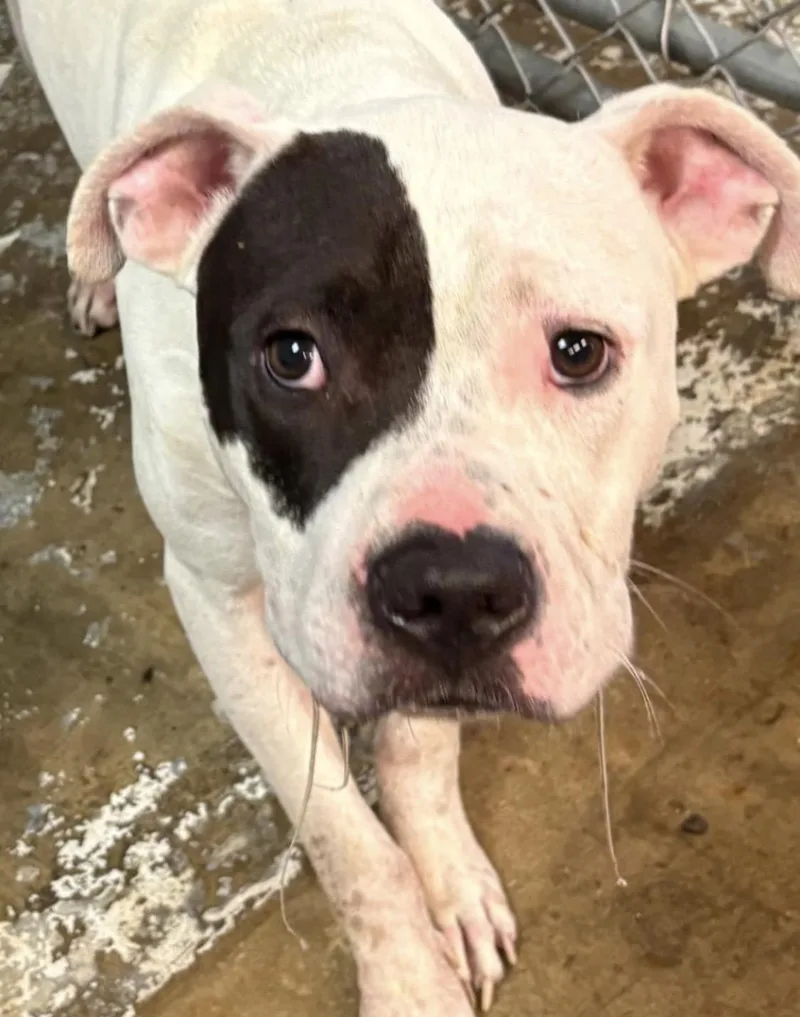 A young medium-sized male White / Cream Pit Bull Terrier dog named Deniro HOLD for adoption in Canton, OH