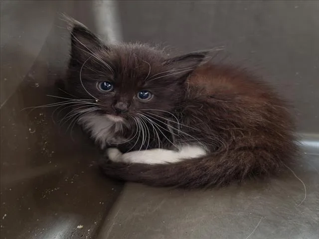A baby small-sized male Domestic Medium Hair cat named Blackbird for adoption in Tracy, CA