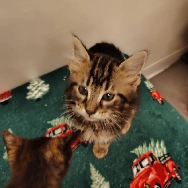 A young medium-sized female Tortoiseshell Domestic Medium Hair cat named Catalyst for adoption in Indiana, PA