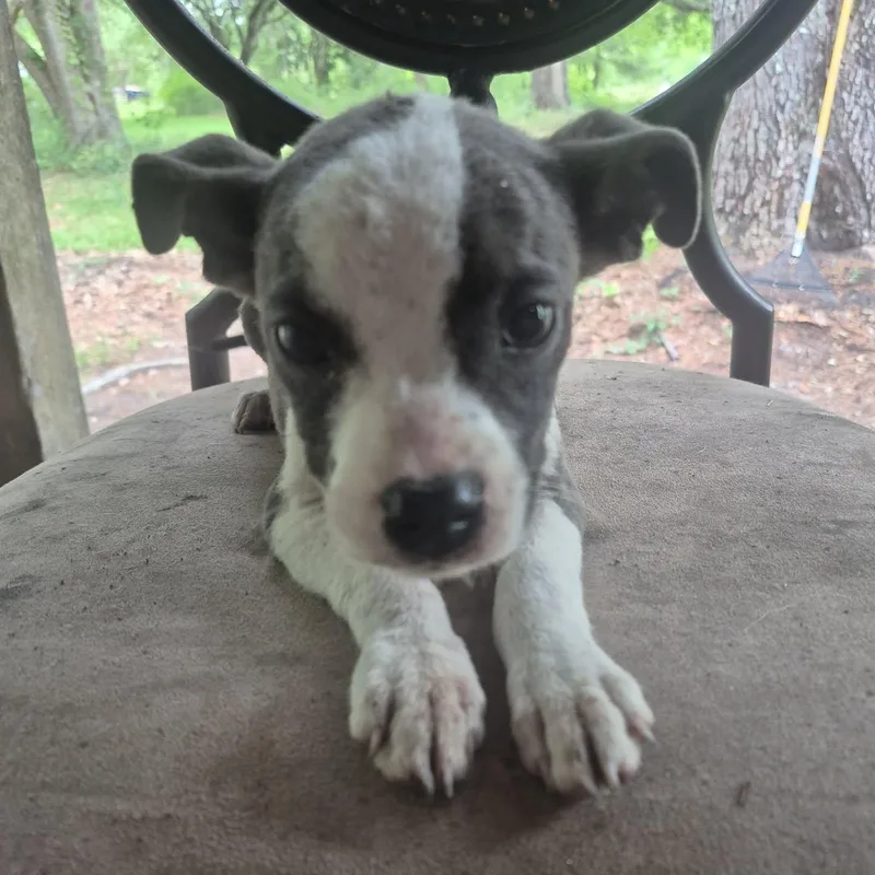 A baby small-sized female Gray / Blue / Silver Jack Russell Terrier dog named Dani for adoption in Mobile , AL