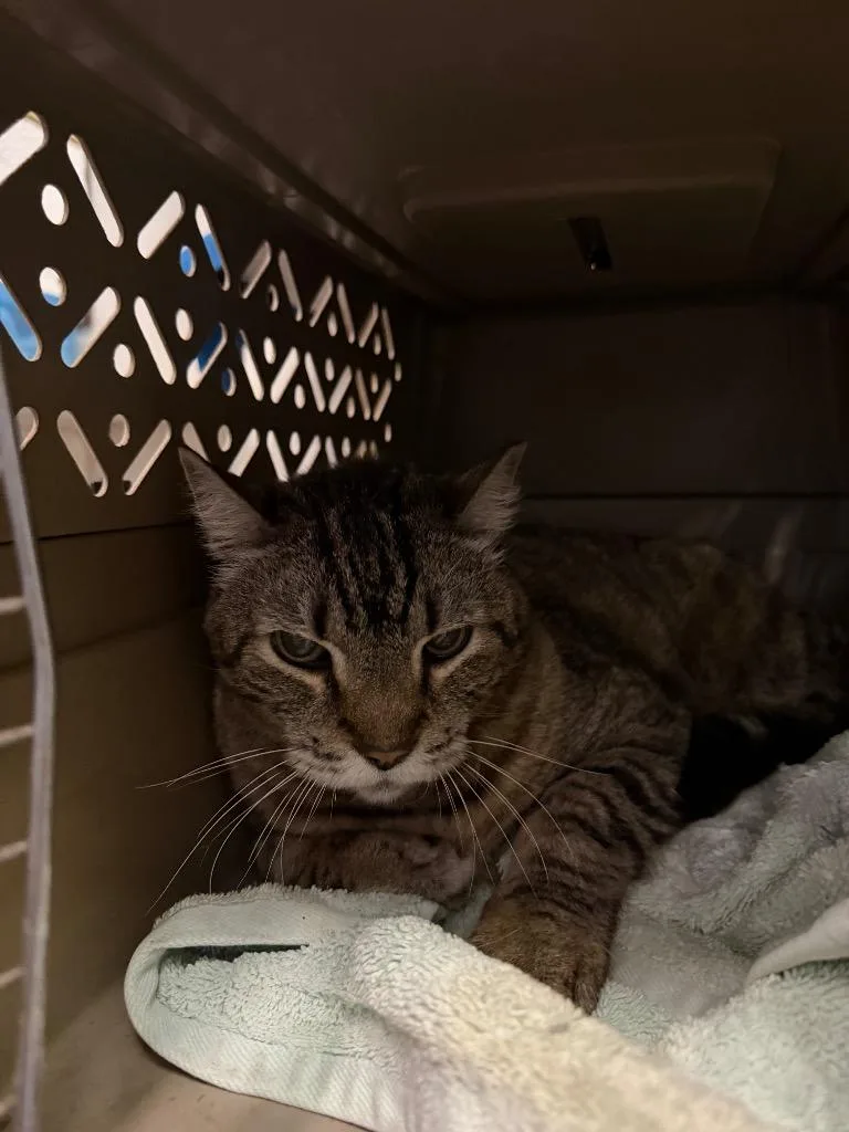 A senior medium-sized female Domestic Short Hair cat named Big Mama for adoption in St. James City, FL