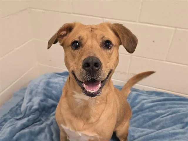 An adult medium-sized female Labrador Retriever dog named Mocha for adoption in Auburn, CA