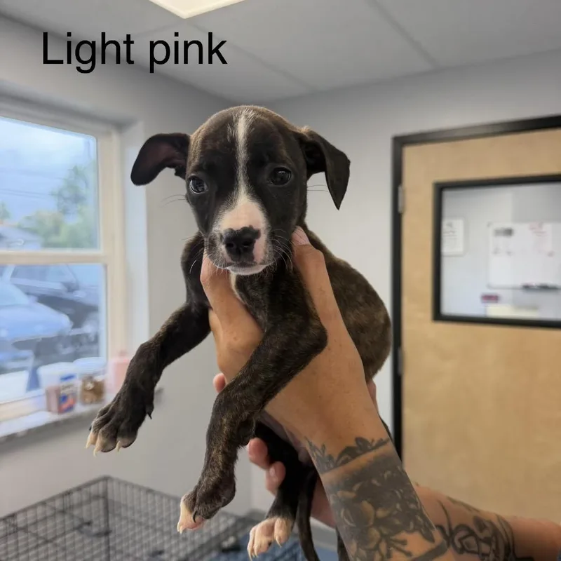 A baby medium-sized female Brindle Pit Bull Terrier dog named Myka for adoption in Watertown, NY