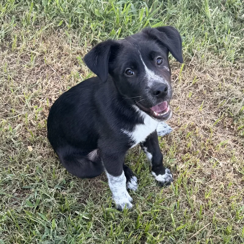 A young large-sized male White / Cream Border Collie dog named Cruz for adoption in Pilot Point, TX