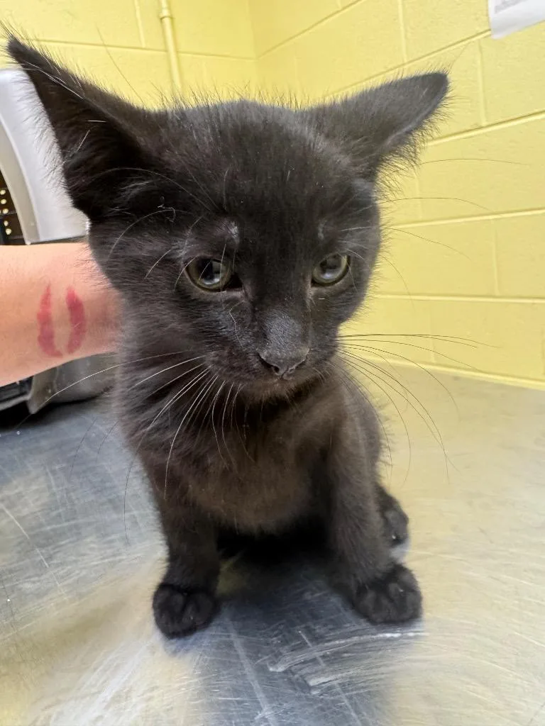 A baby small-sized male Domestic Short Hair cat named Lightening for adoption in Crossville, TN