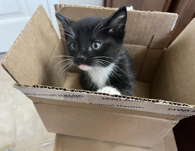 A baby medium-sized male Domestic Short Hair cat named Poblano for adoption in Lafayette, CO
