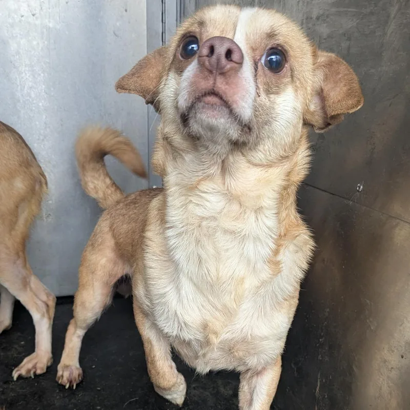 An adult small-sized male Yellow / Tan / Blond / Fawn Chihuahua dog named Honey for adoption in Birmingham, AL