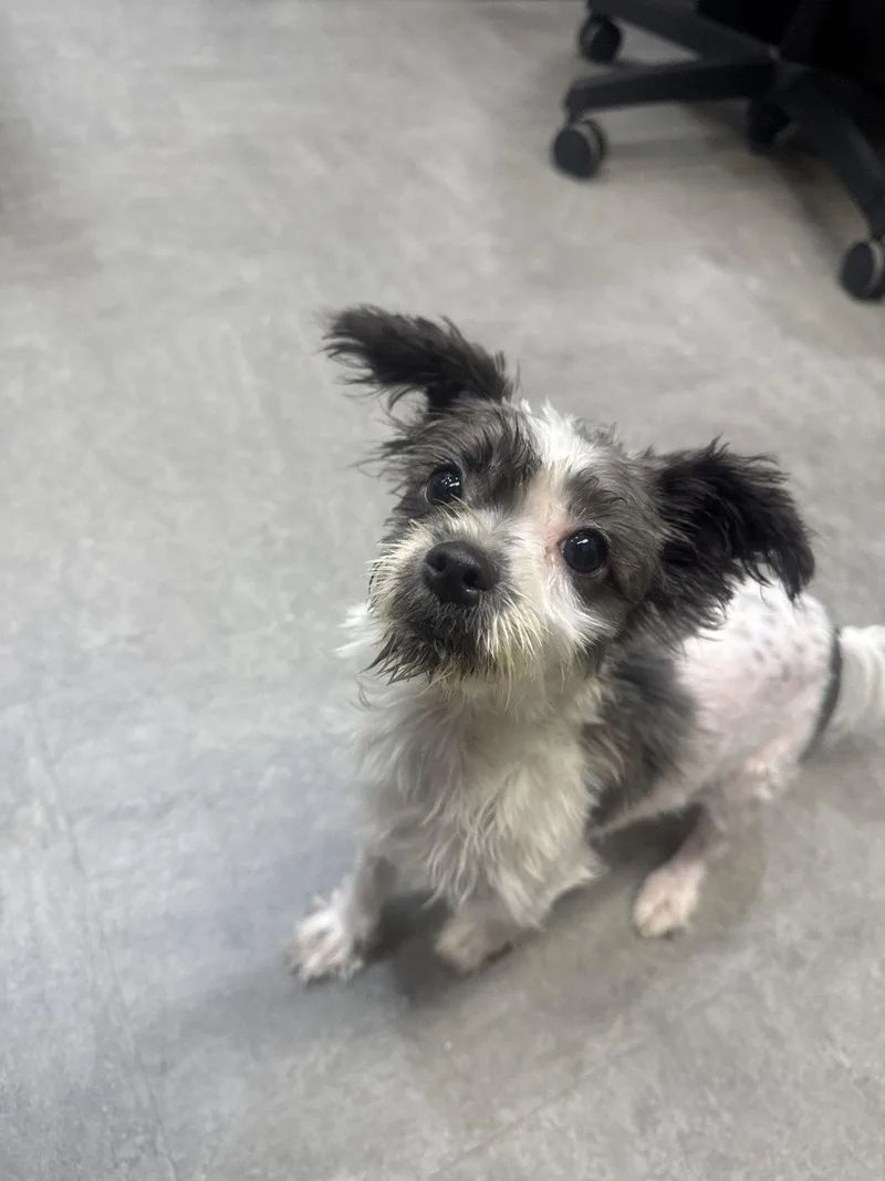 An adult large-sized female Shih Tzu dog named Fresca for adoption in Hilton Head Island, SC