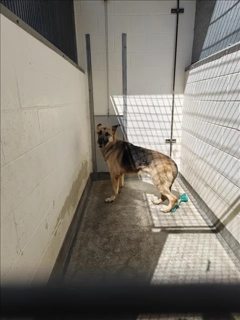 A young extra large-sized male German Shepherd Dog dog named King for adoption in Los Angeles, CA