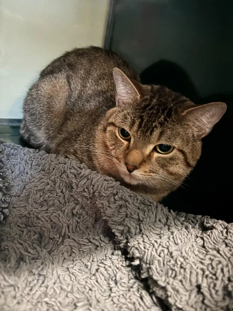 A young large-sized male Domestic Short Hair cat named Barry for adoption in Little Elm, TX