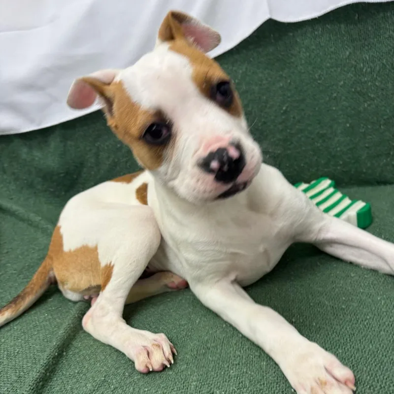 A baby medium-sized female White / Cream Mixed Breed dog named Madison for adoption in Houston, TX