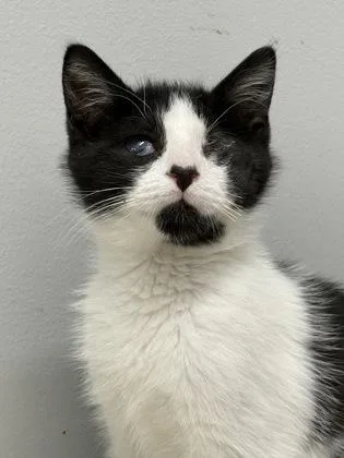 A baby small-sized male Domestic Short Hair cat named James for adoption in West Chester, PA