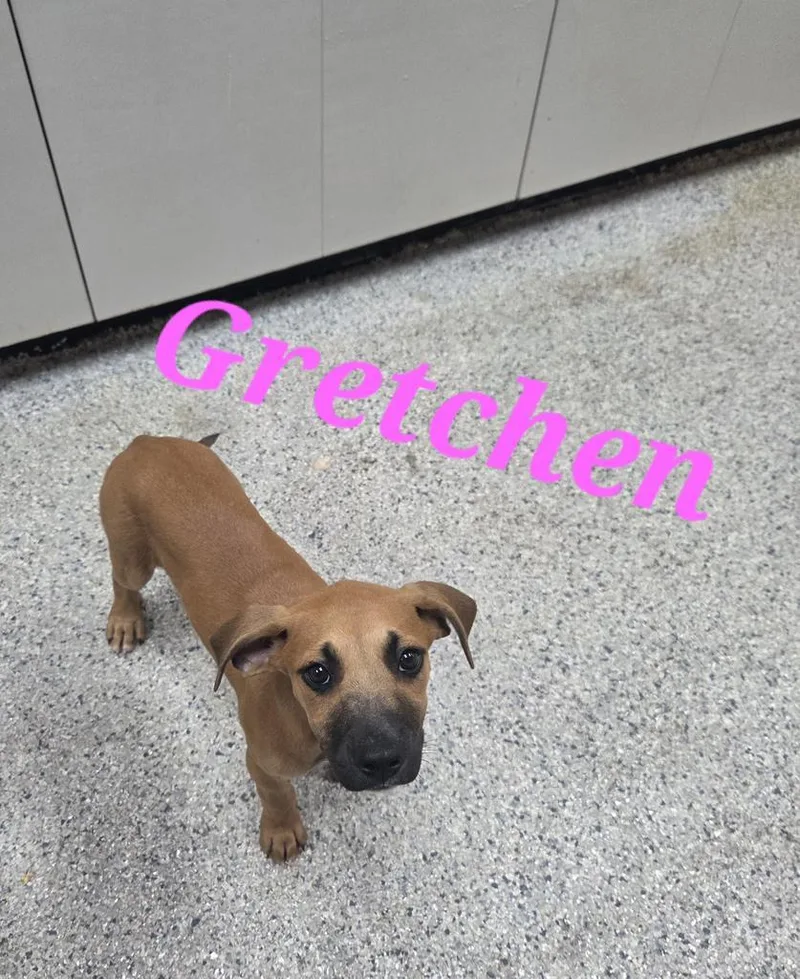A baby medium-sized female Hound dog named Gretchen for adoption in Livingston, LA