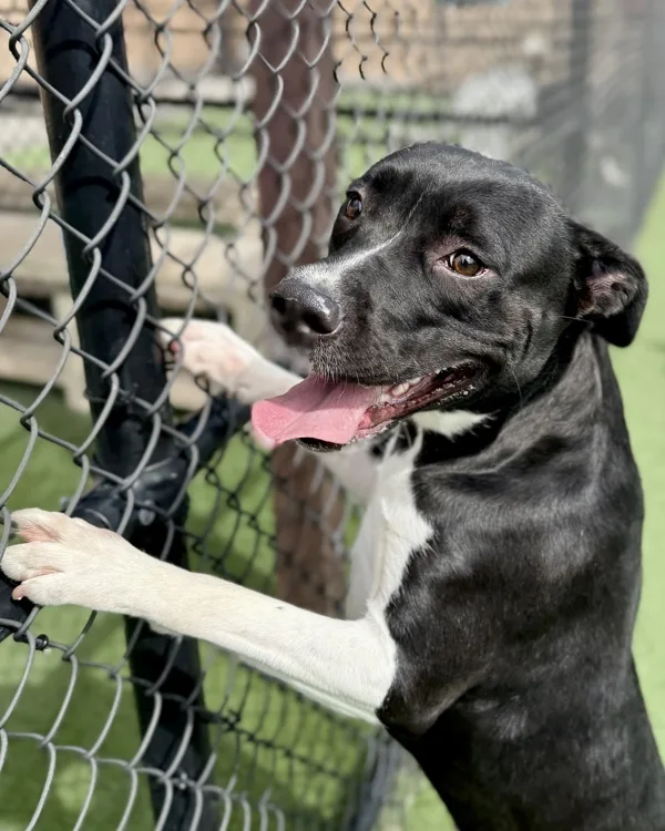 A young medium-sized female Labrador Retriever dog named Dee Dee for adoption in Topeka, KS