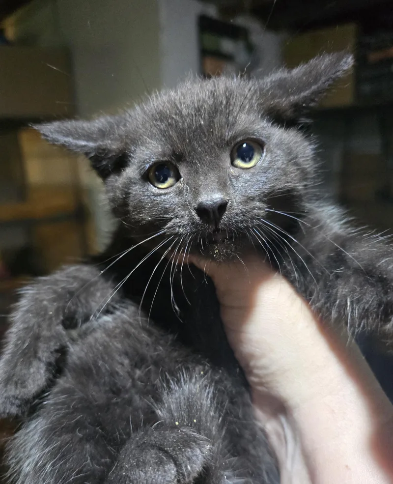 A baby medium-sized male Black Domestic Short Hair cat named Black Magic for adoption in Elizabeth, PA