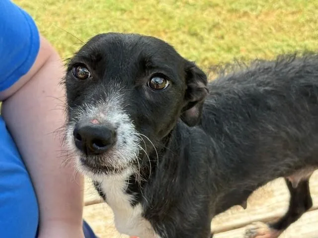 An adult small-sized female Rat Terrier dog named Sasha for adoption in Tulsa, OK