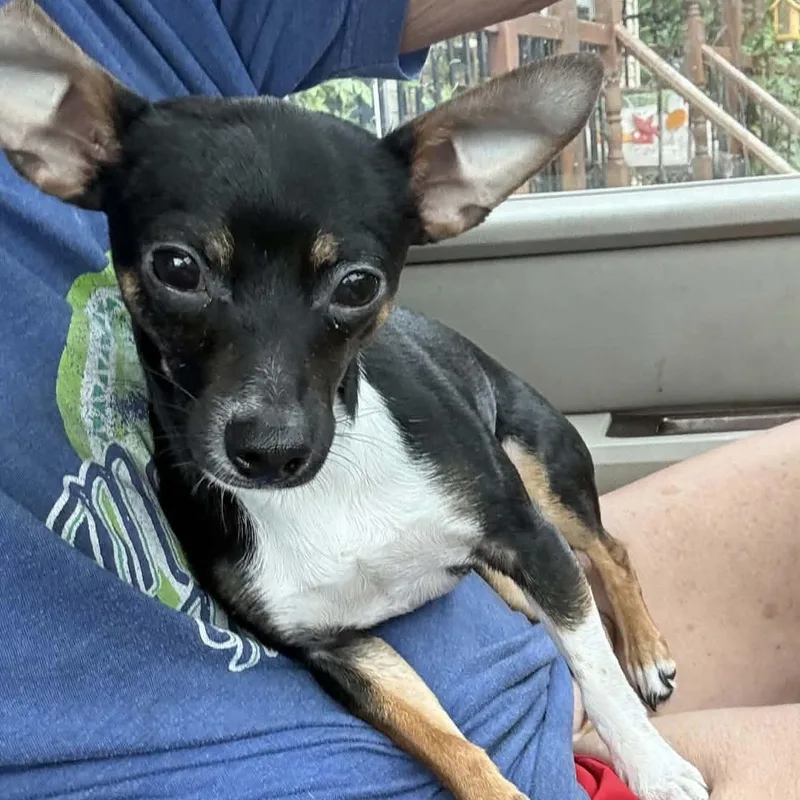 A young small-sized male Tricolor (Brown, Black, & White) Chihuahua dog named Stallone for adoption in Lancaster, KY