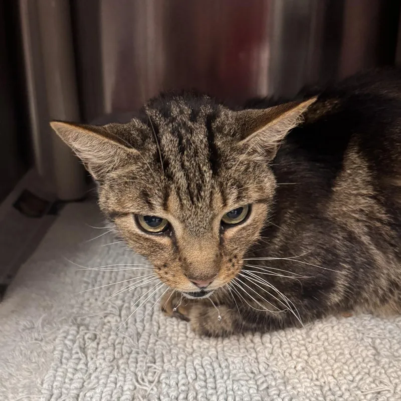 An adult small-sized male Brown / Chocolate Domestic Short Hair cat named Ichabod for adoption in Marion, VA