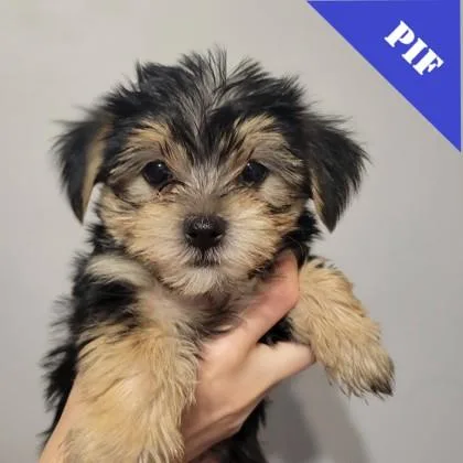 A baby small-sized female Yorkshire Terrier dog named Tina for adoption in Elk Grove Village, IL
