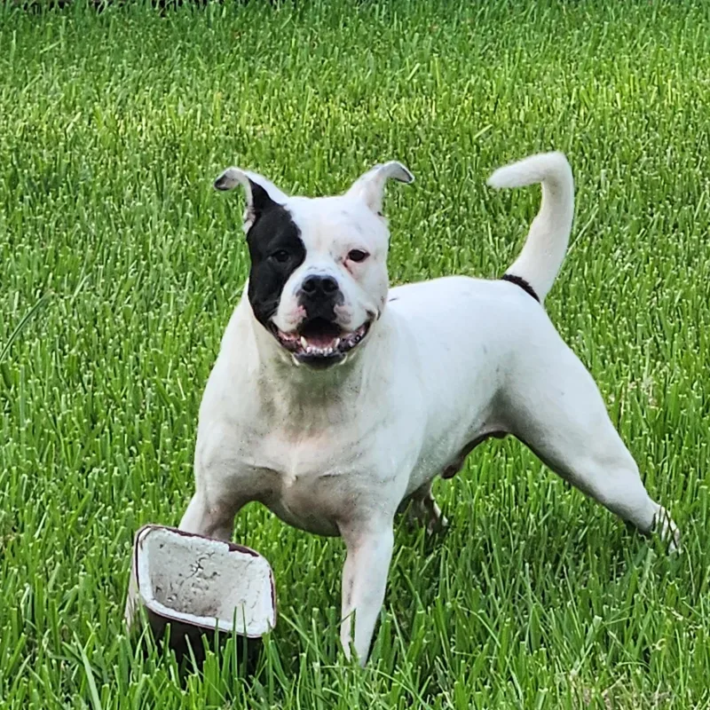 A young large-sized male Boxer dog named Dio for adoption in Longview, TX