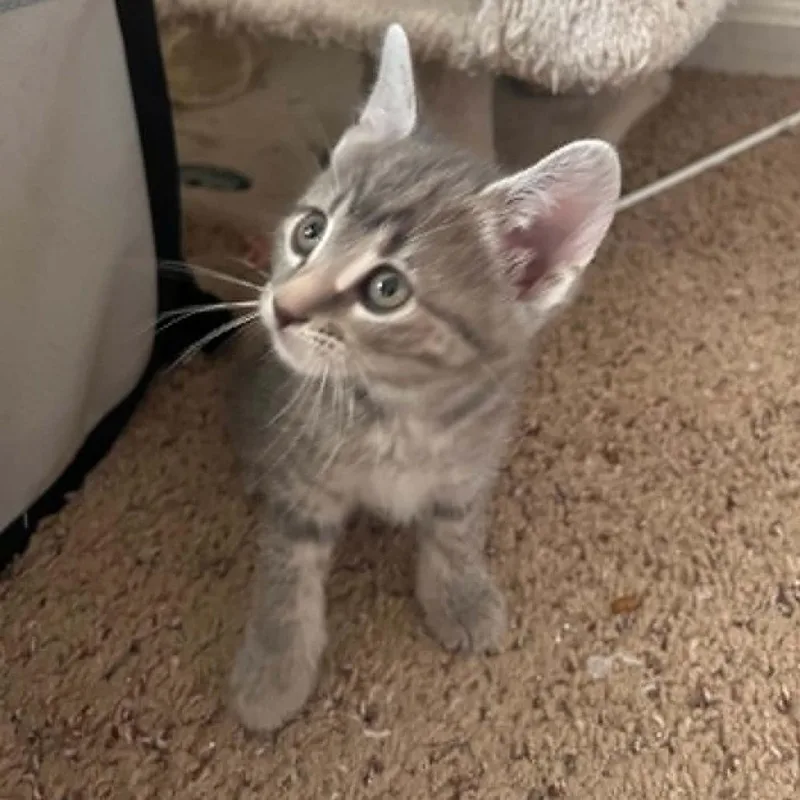 A baby medium-sized male Gray / Blue / Silver Domestic Short Hair cat named Billy Ray for adoption in North Canton, OH