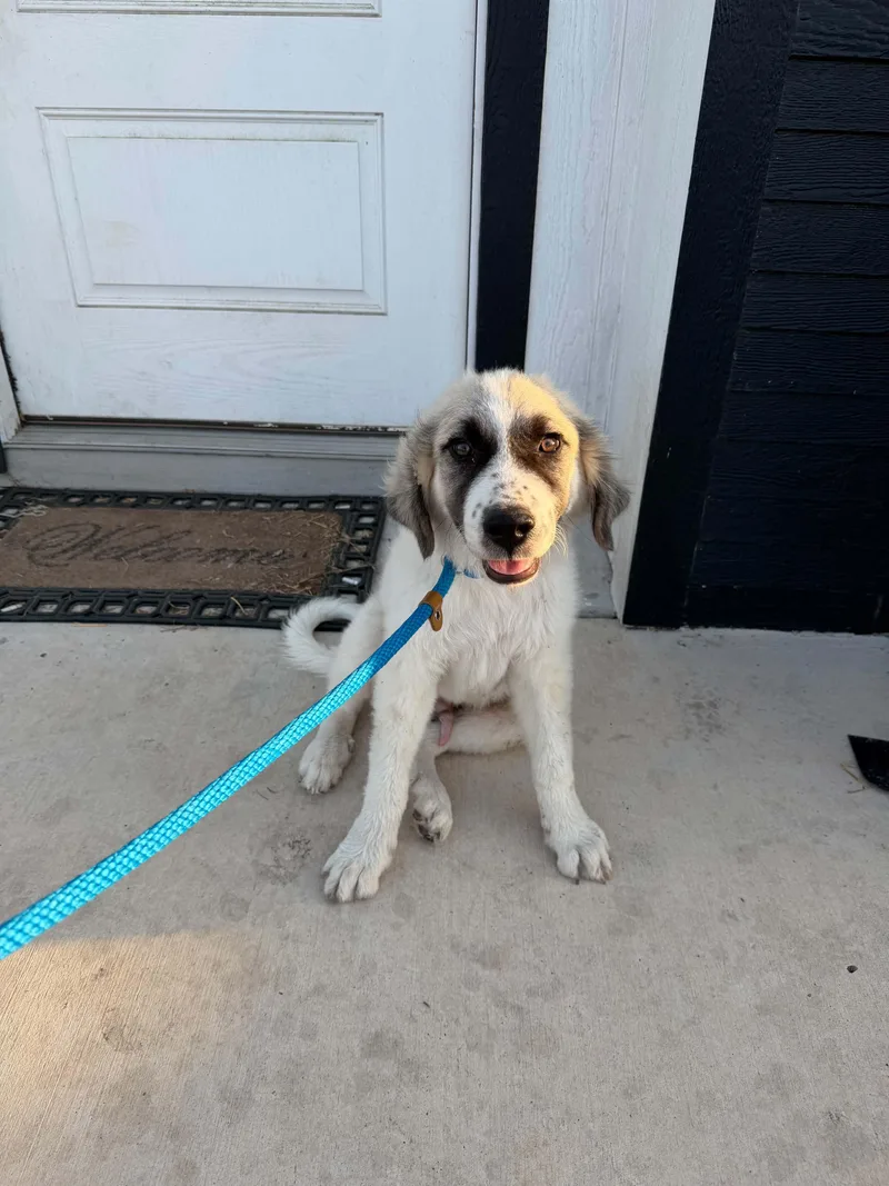 A baby large-sized male Great Pyrenees dog named Breezy for adoption in Gainesville, VA